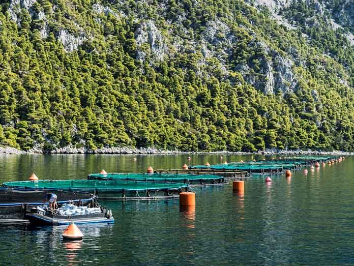Greek Aquaculture