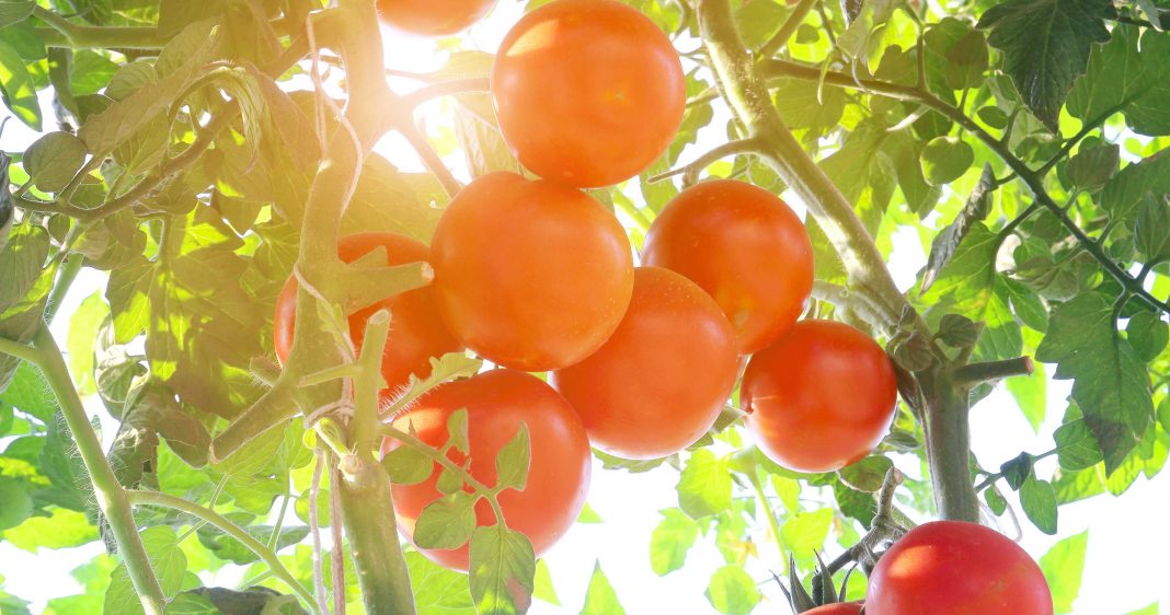 Greek tomatoes - greek food news
