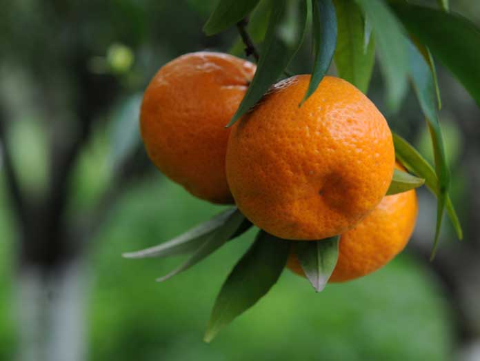 Greek tangerines