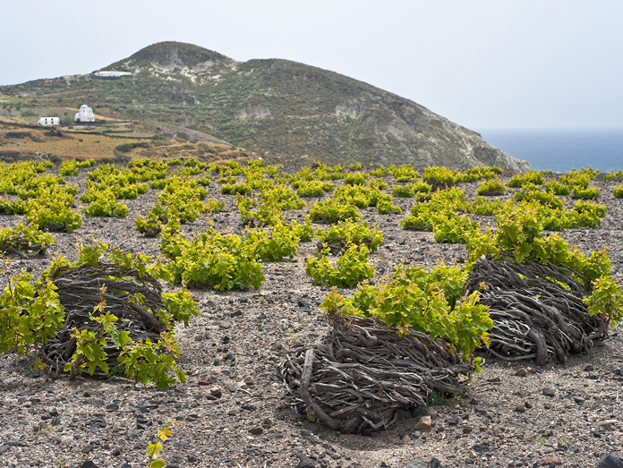 Santorini Wine