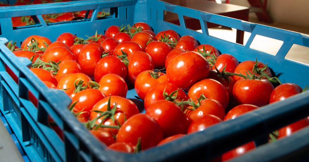 Greek Processed Tomatoes
