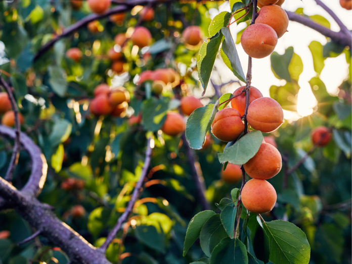 apricot harvest