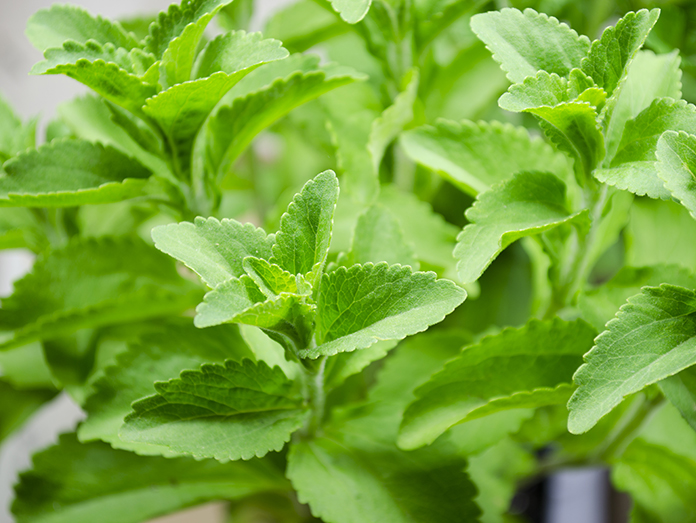 Stevia Cultivation Program