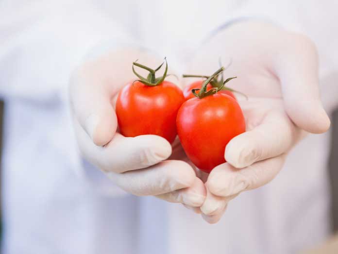 tomato ripening