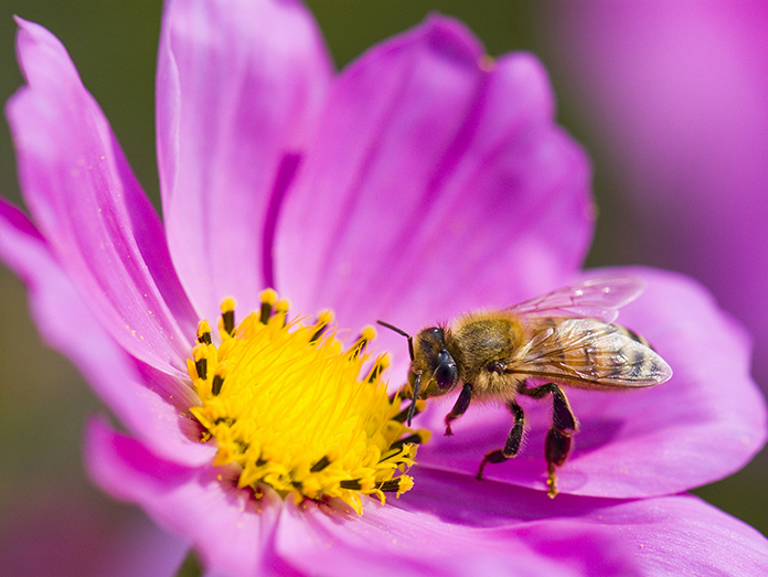 EU Agreement for the protection of bees