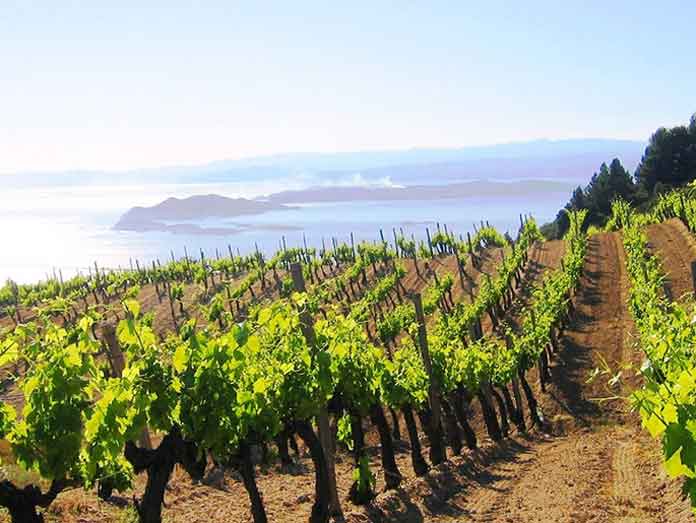 Wine connects eastern Chalkidiki with Bordeaux